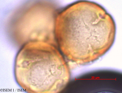 Ruagea pubescens - lame n° 29352